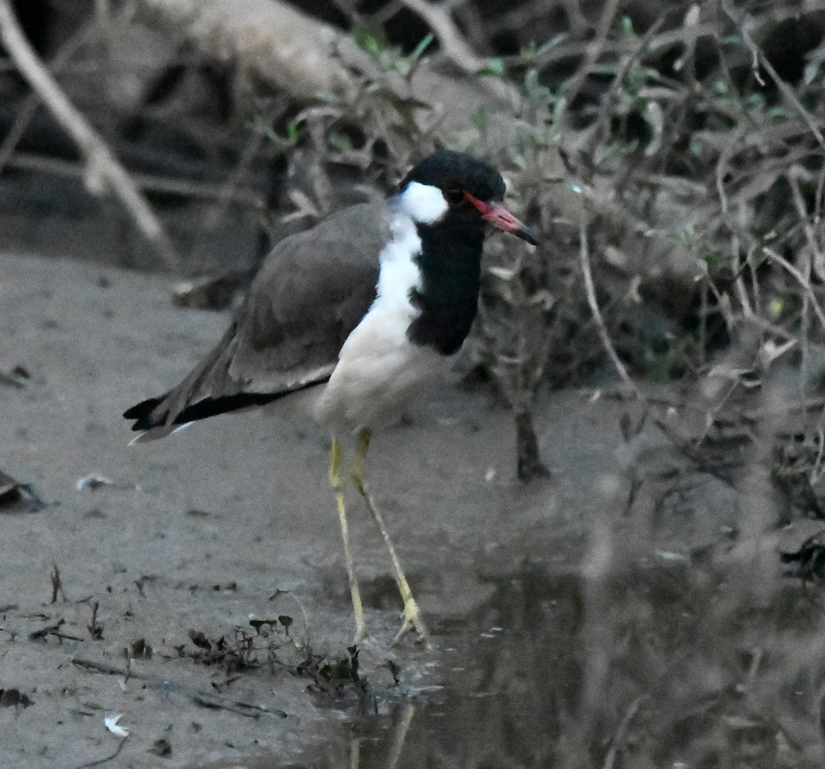 Red-wattled Lapwing - ML647283039