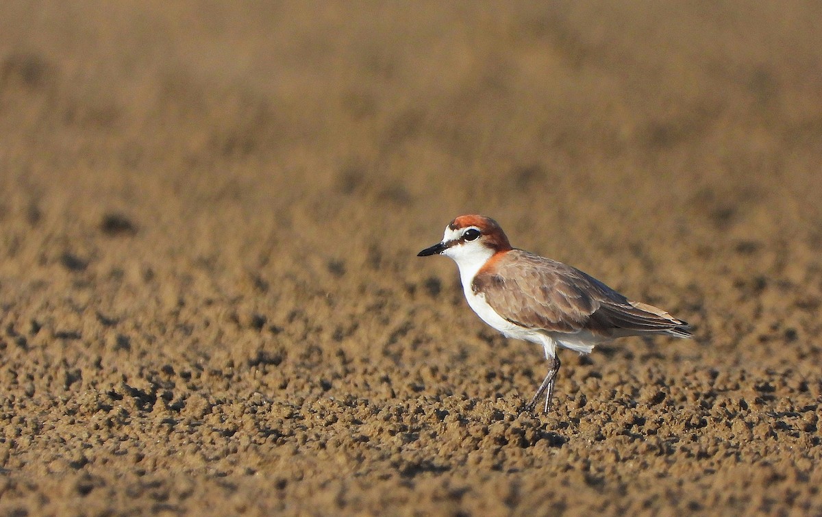 Red-capped Plover - ML647283041