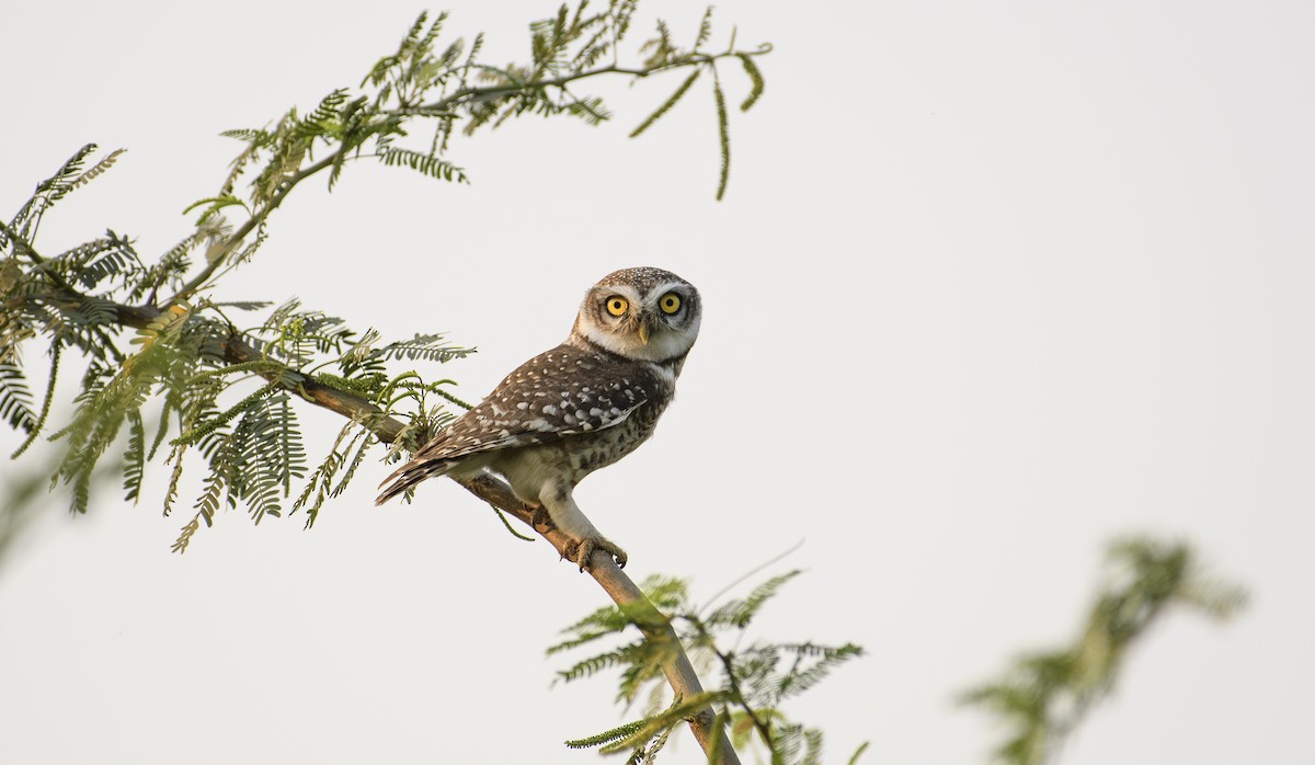 Spotted Owlet - ML647283042