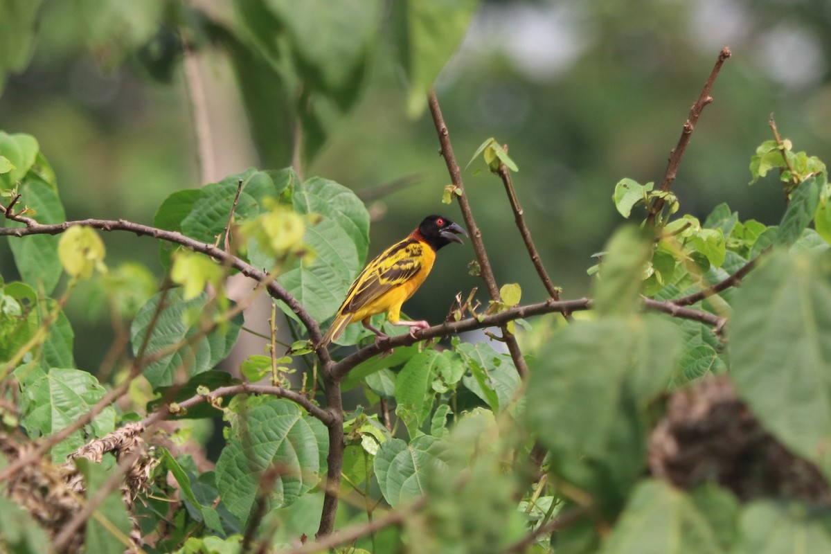 Village Weaver (Black-headed) - ML647283043