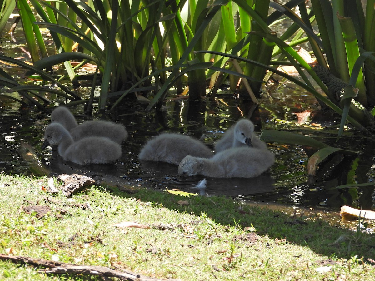 Black Swan - ML647283044