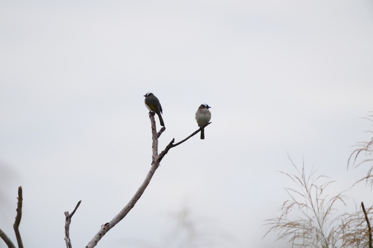 Light-vented Bulbul (formosae/orii) - ML647283045