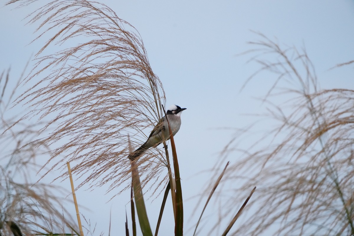 kinabylbyl (formosae/orii) - ML647283046