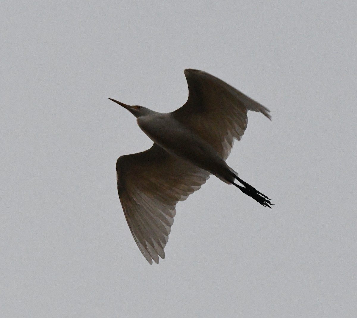 Eastern Cattle-Egret - ML647283048