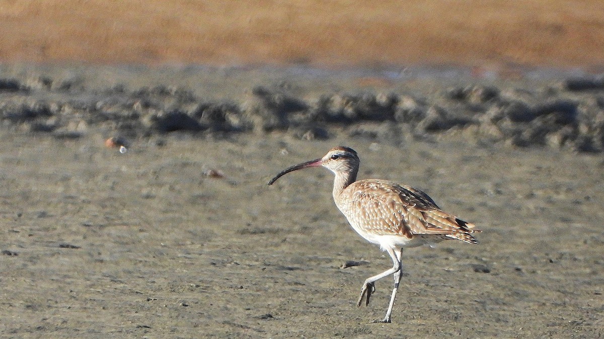 Eurasian Whimbrel - ML647283049