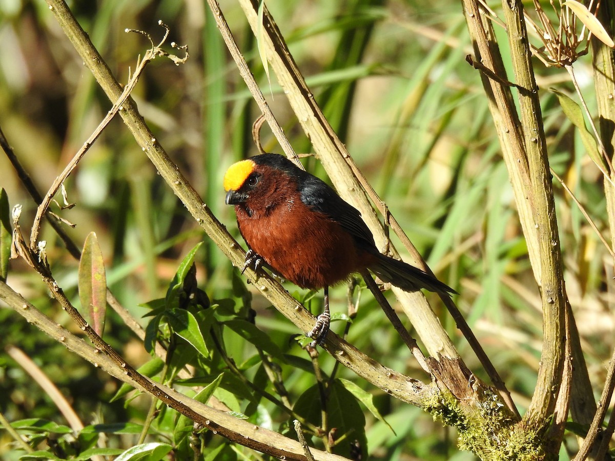 Plushcap - ML647283050