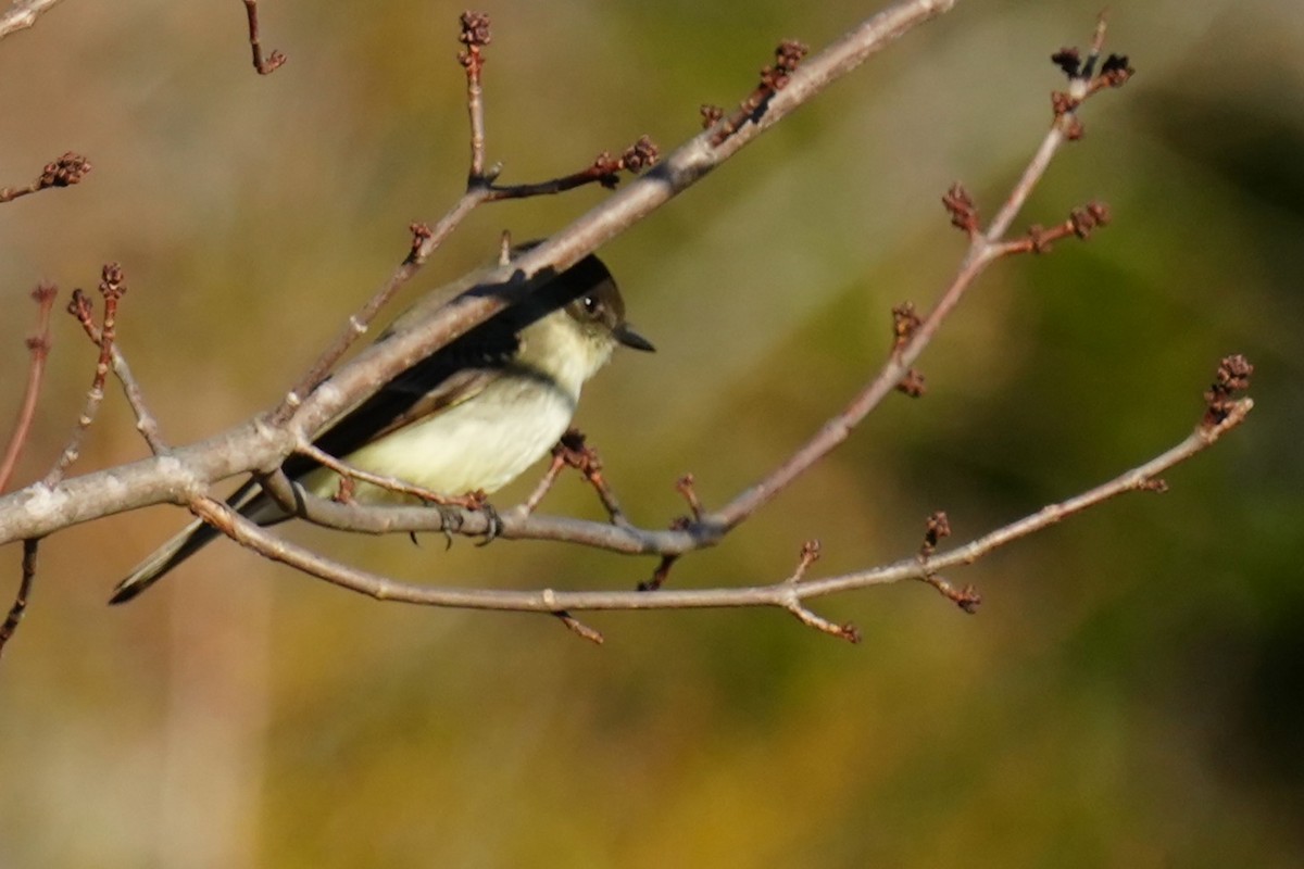 Eastern Phoebe - ML647283053
