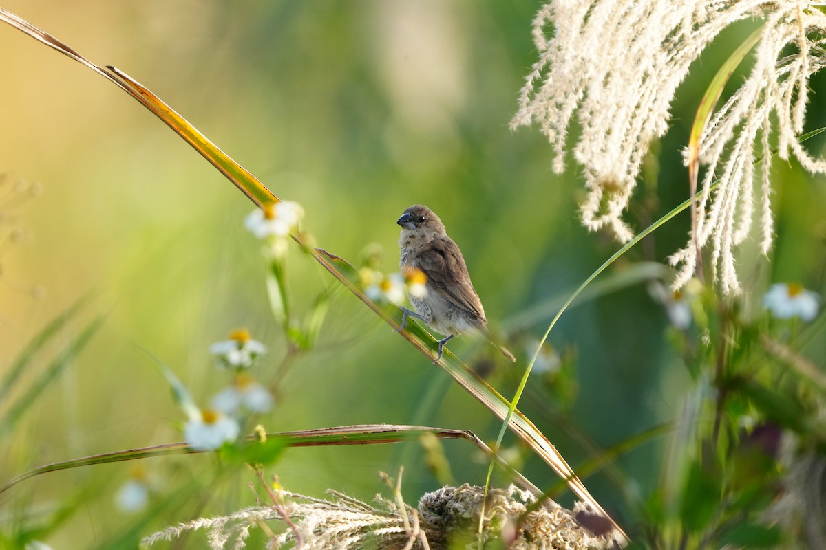 muskatnonne - ML647283068