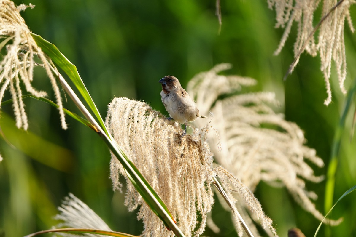 muskatnonne - ML647283069