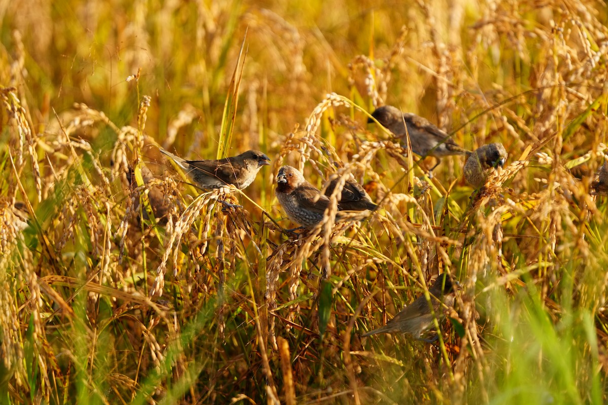 muskatnonne - ML647283070