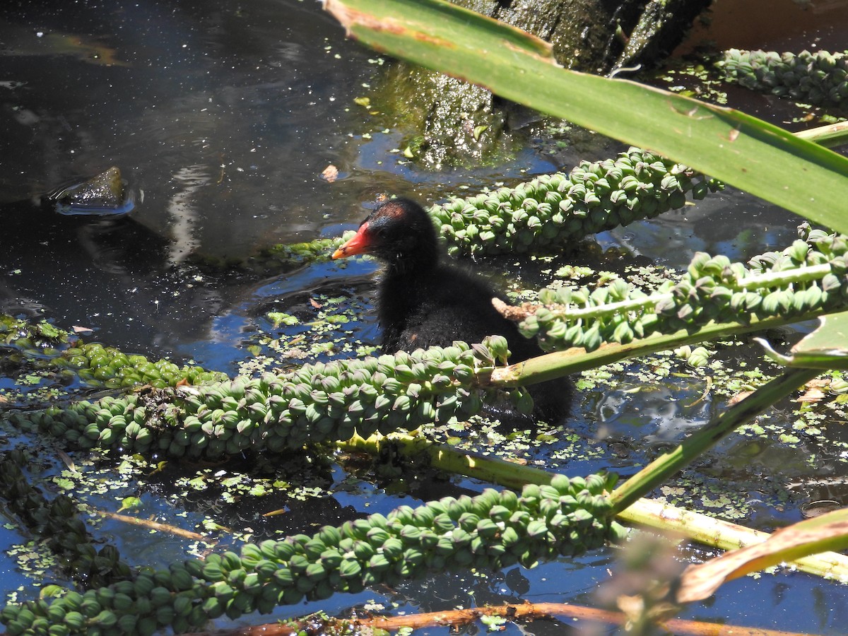 Dusky Moorhen - ML647283074