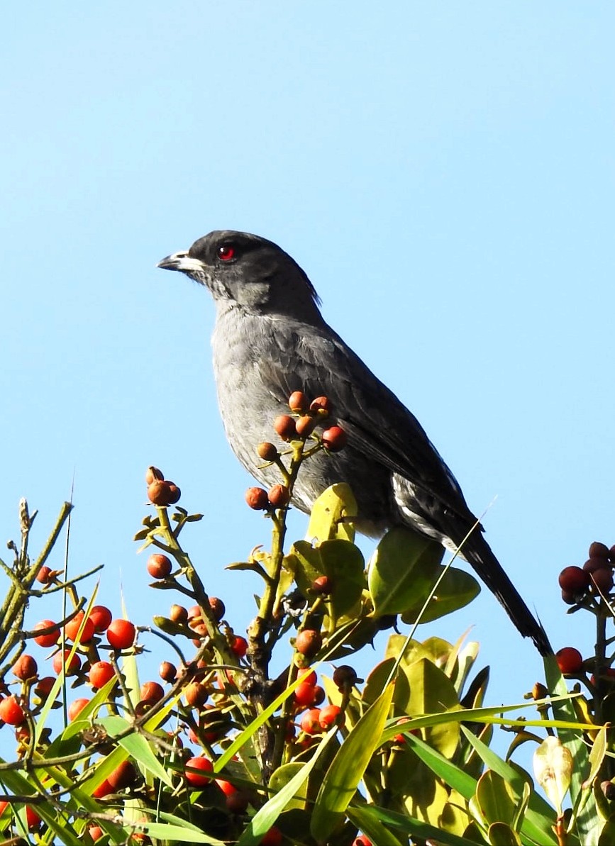 Red-crested Cotinga - ML647283075