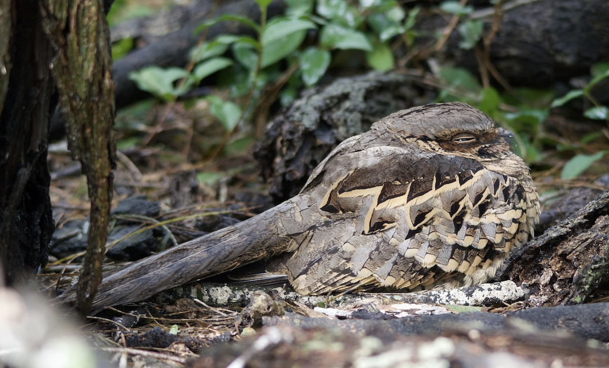 pauraquenattravn - ML647283080