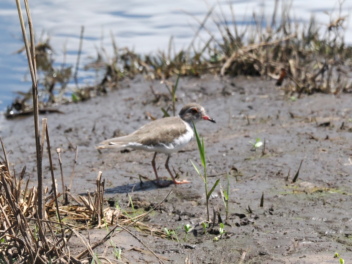 ミスジチドリ - ML647283082