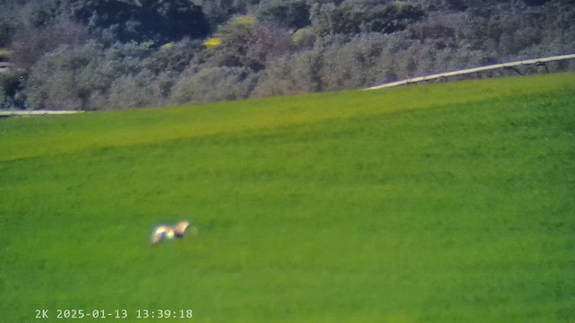 Great Bustard - ML647283084