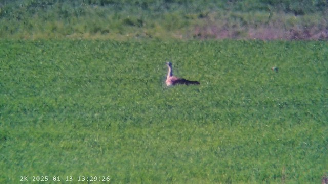 Great Bustard - ML647283085