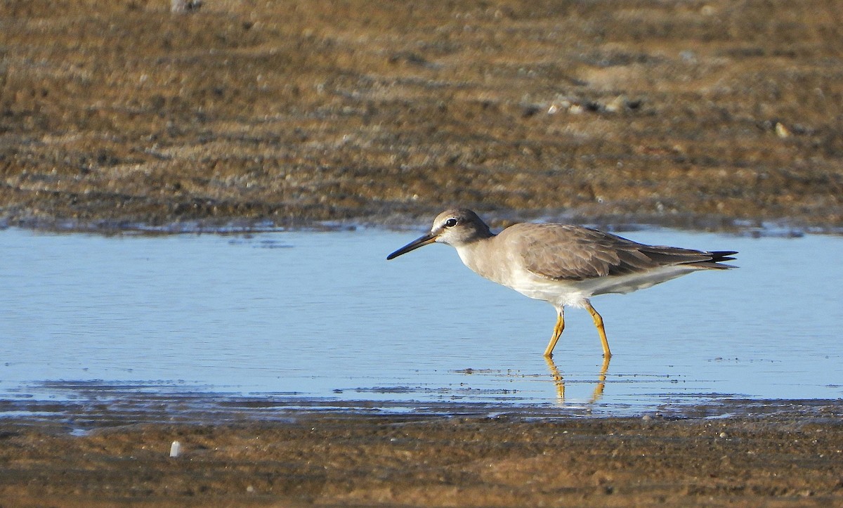 Chevalier de Sibérie - ML647283090