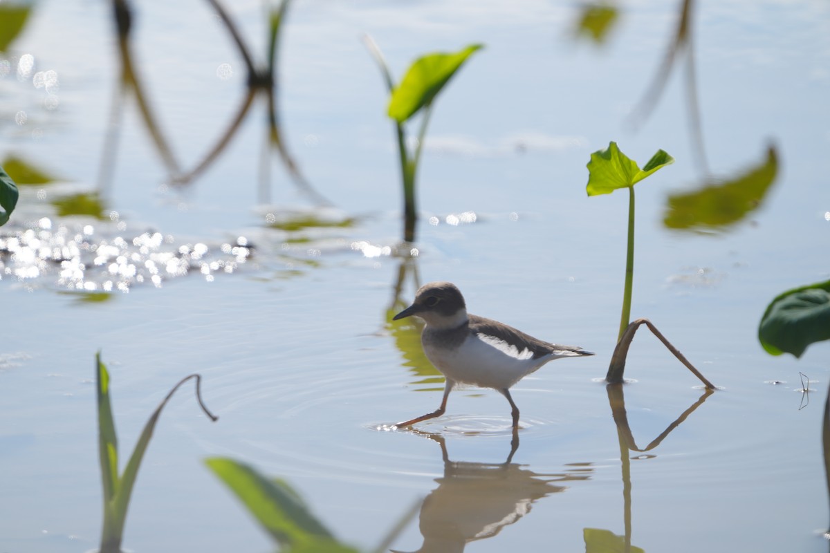 dverglo (curonicus) - ML647283106