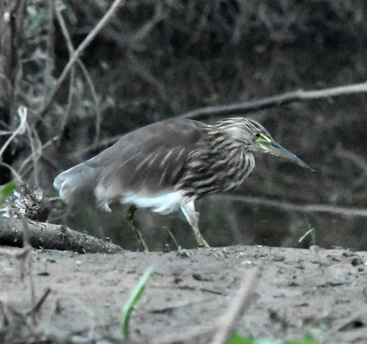 Indian Pond-Heron - ML647283109