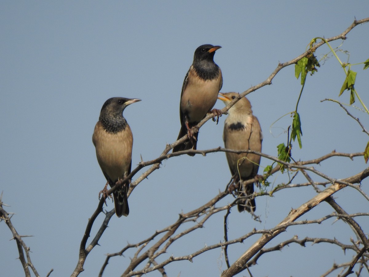Rosy Starling - ML647283111