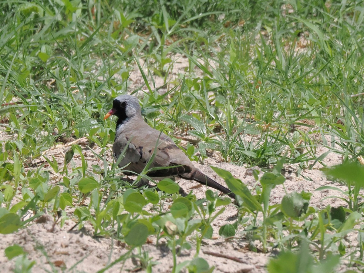 hrdlička kapská - ML647283121