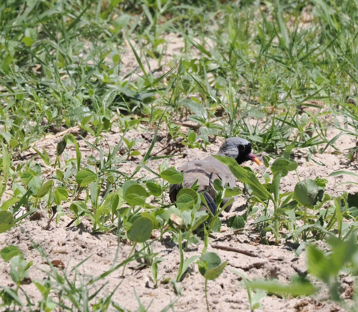 hrdlička kapská - ML647283122