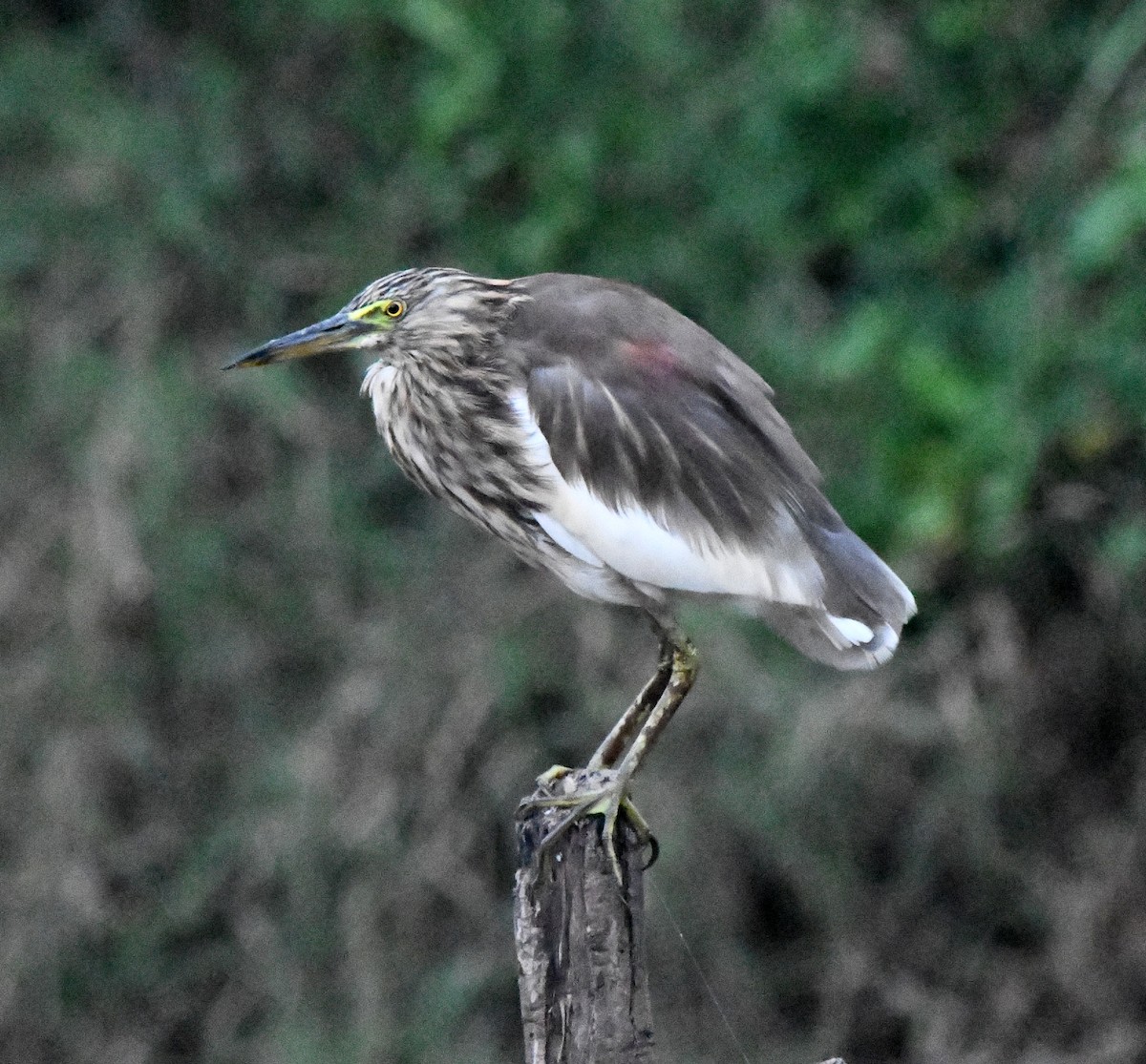 Indian Pond-Heron - ML647283124