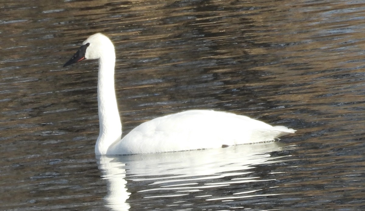 Trumpeter Swan - ML647283129