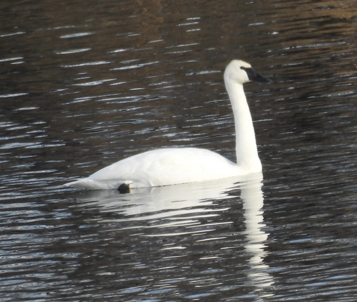 Trumpeter Swan - ML647283130