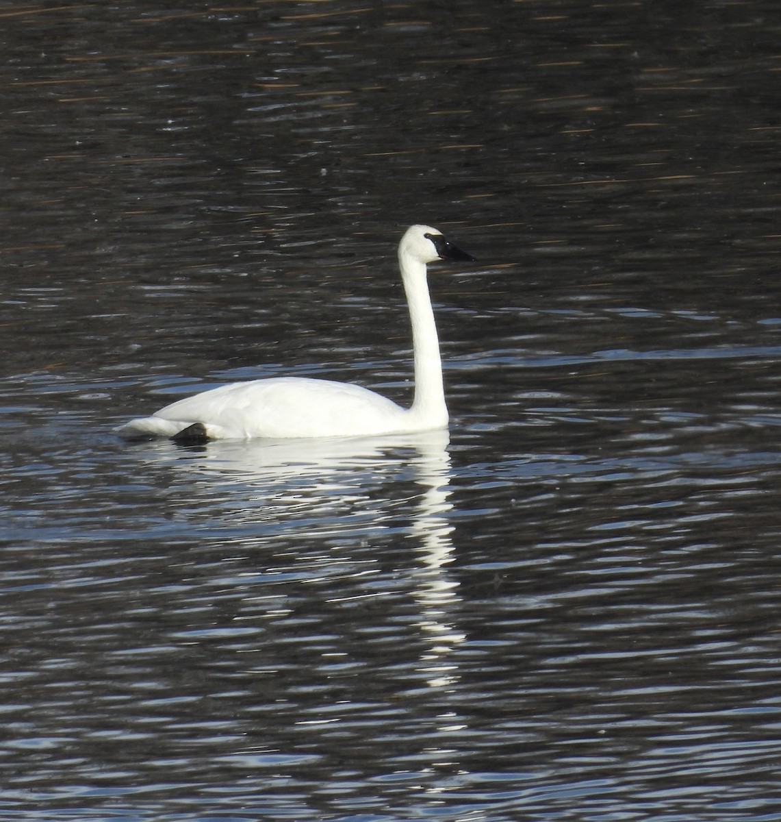 Trumpeter Swan - ML647283132