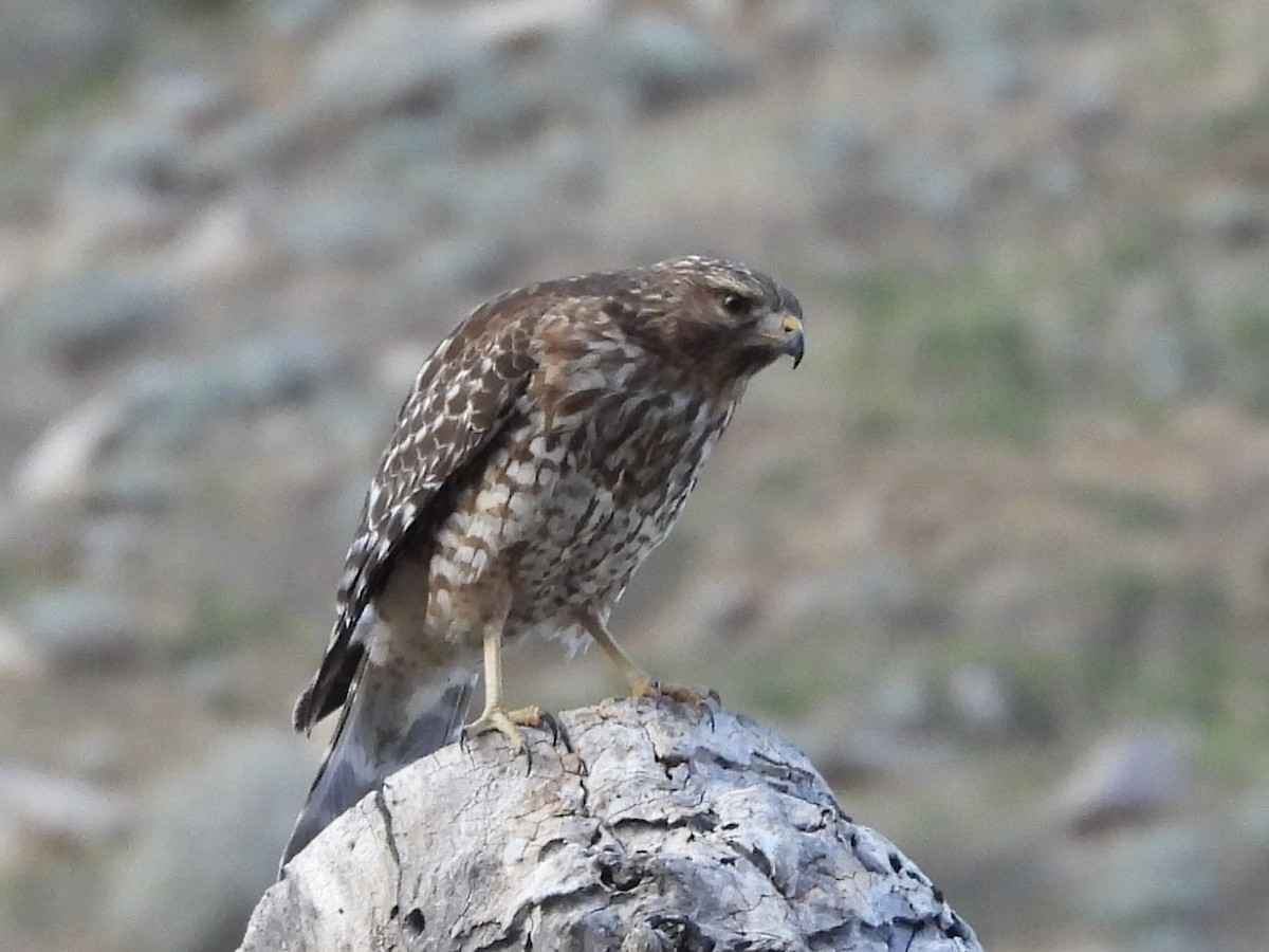 Red-shouldered Hawk - ML647283133