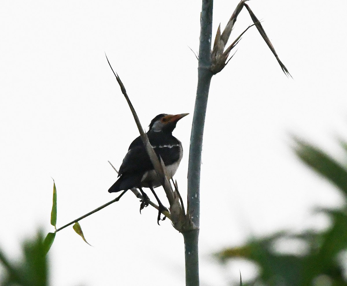 Indian Pied Starling - ML647283141