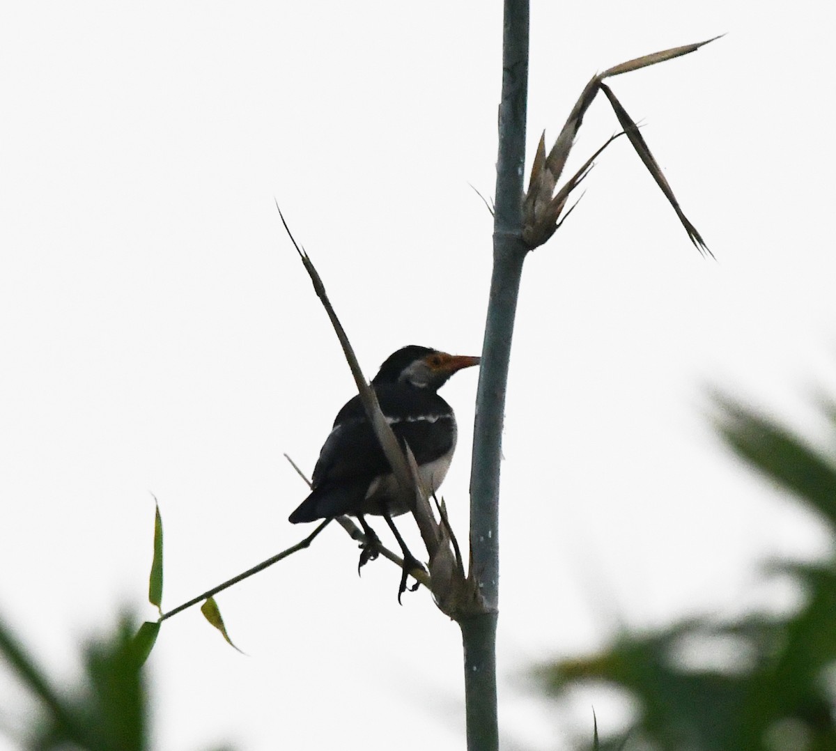 Indian Pied Starling - ML647283142