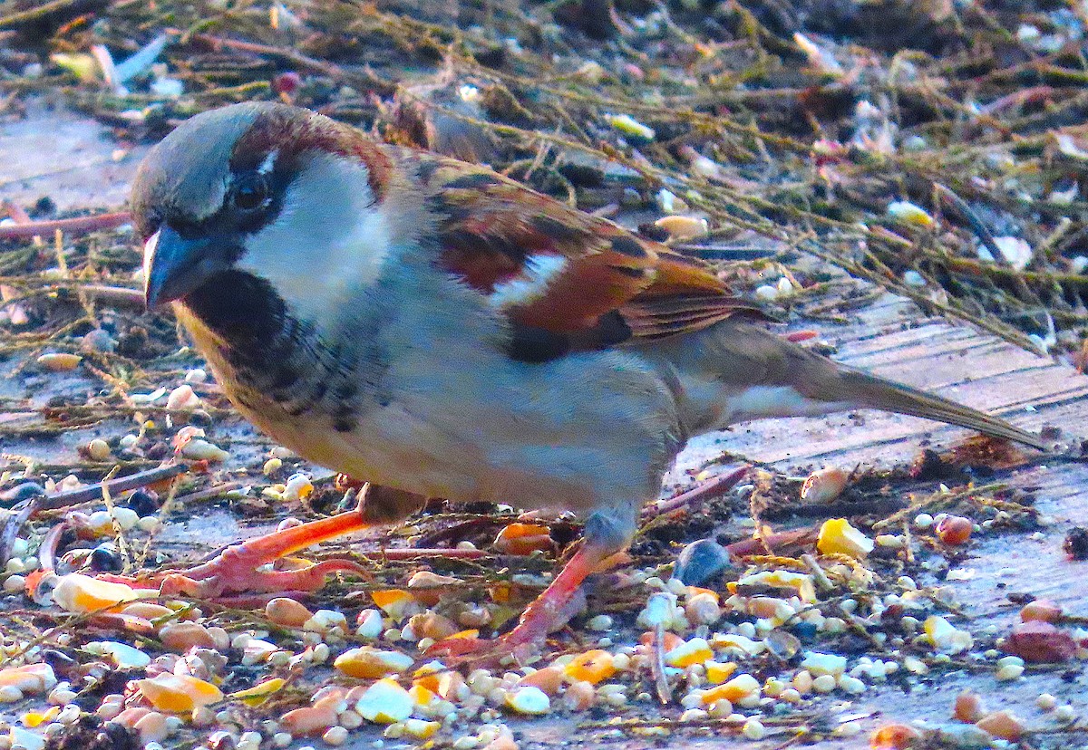House Sparrow - ML647283143
