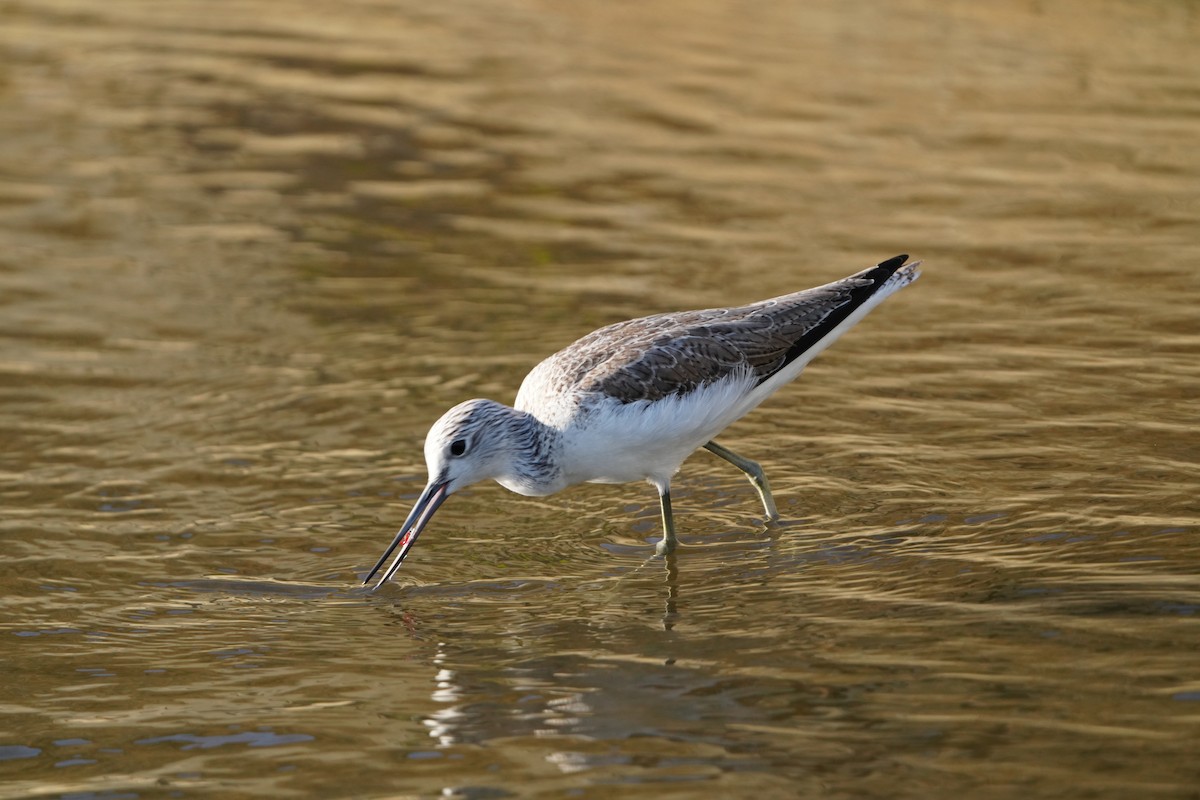 gluttsnipe - ML647283144