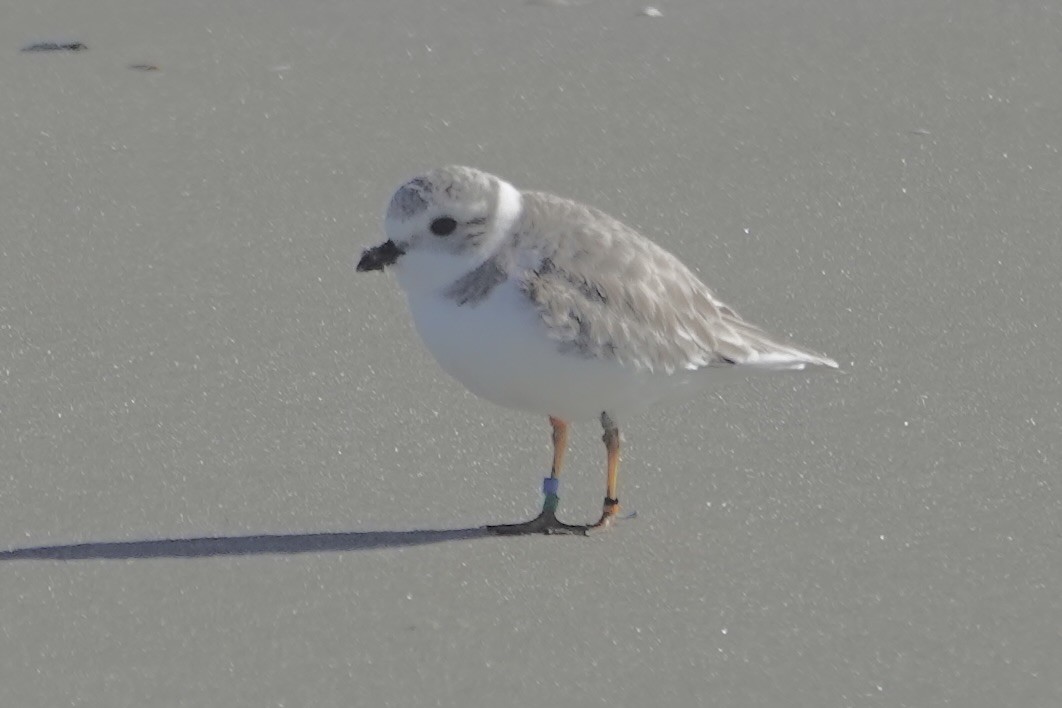 Flötenregenpfeifer - ML647283145