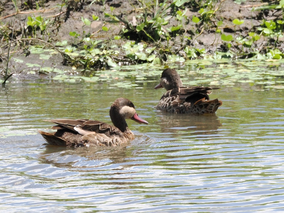 Red-billed Duck - ML647283158