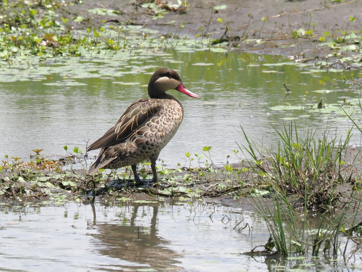 Red-billed Duck - ML647283159