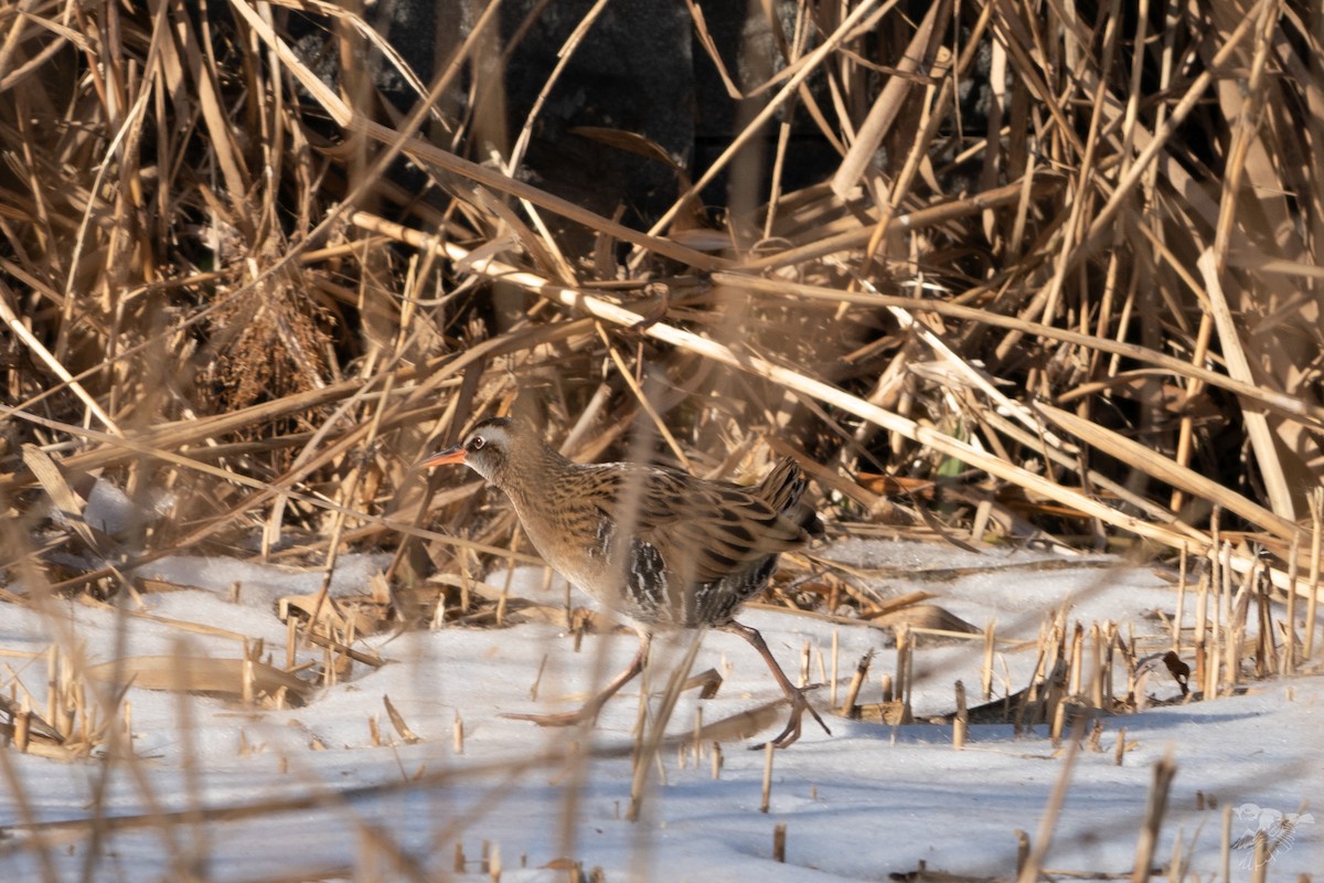 Râle à joues brunes - ML647283165
