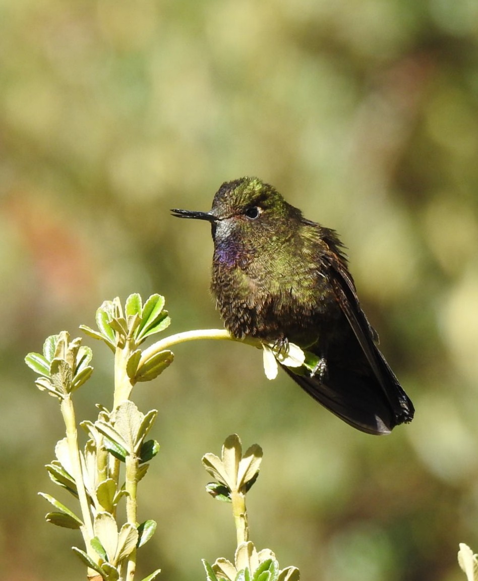 Violet-throated Metaltail - ML647283171