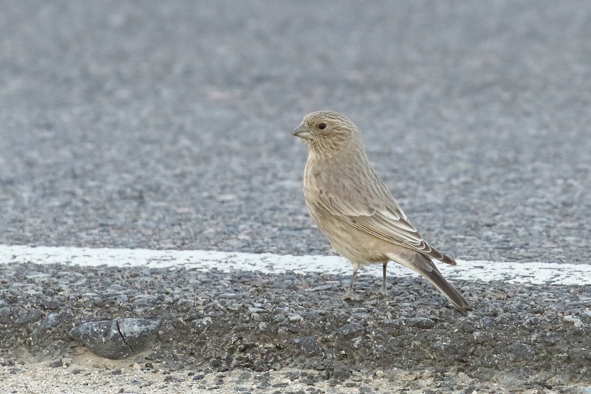Great Rosefinch - ML647283184
