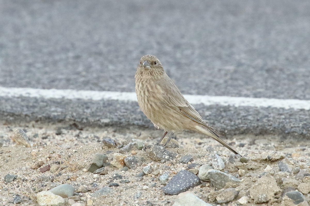 Great Rosefinch - ML647283185