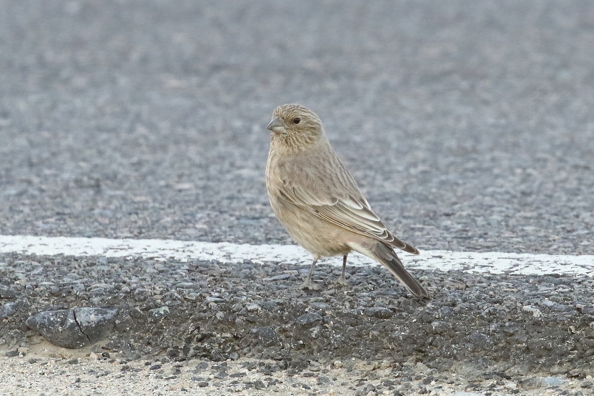 Great Rosefinch - ML647283186
