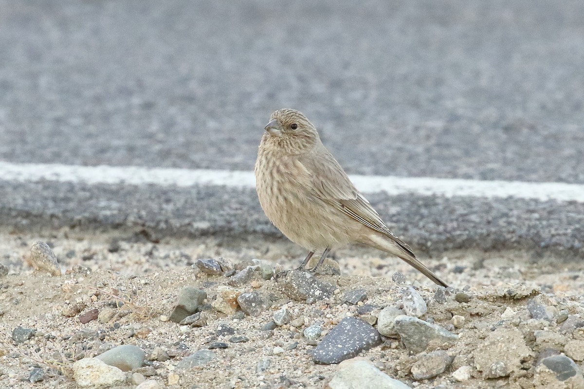 Great Rosefinch - ML647283187