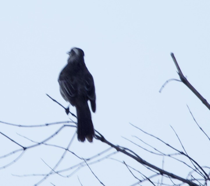 Chilean Mockingbird - ML647283194