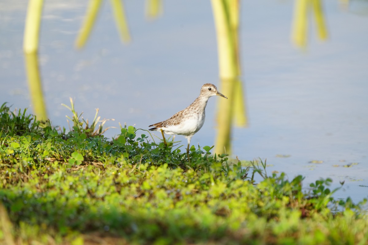 grønnstilk - ML647283215