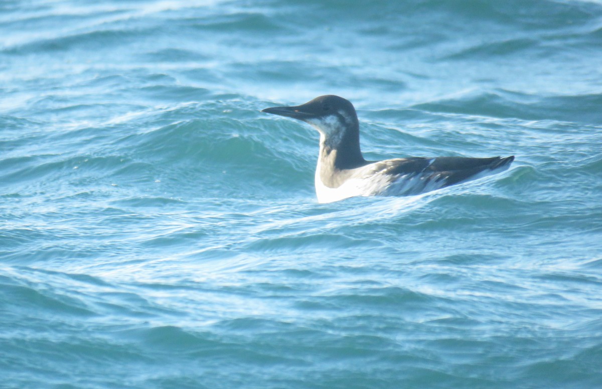 Trottellumme - ML647283217