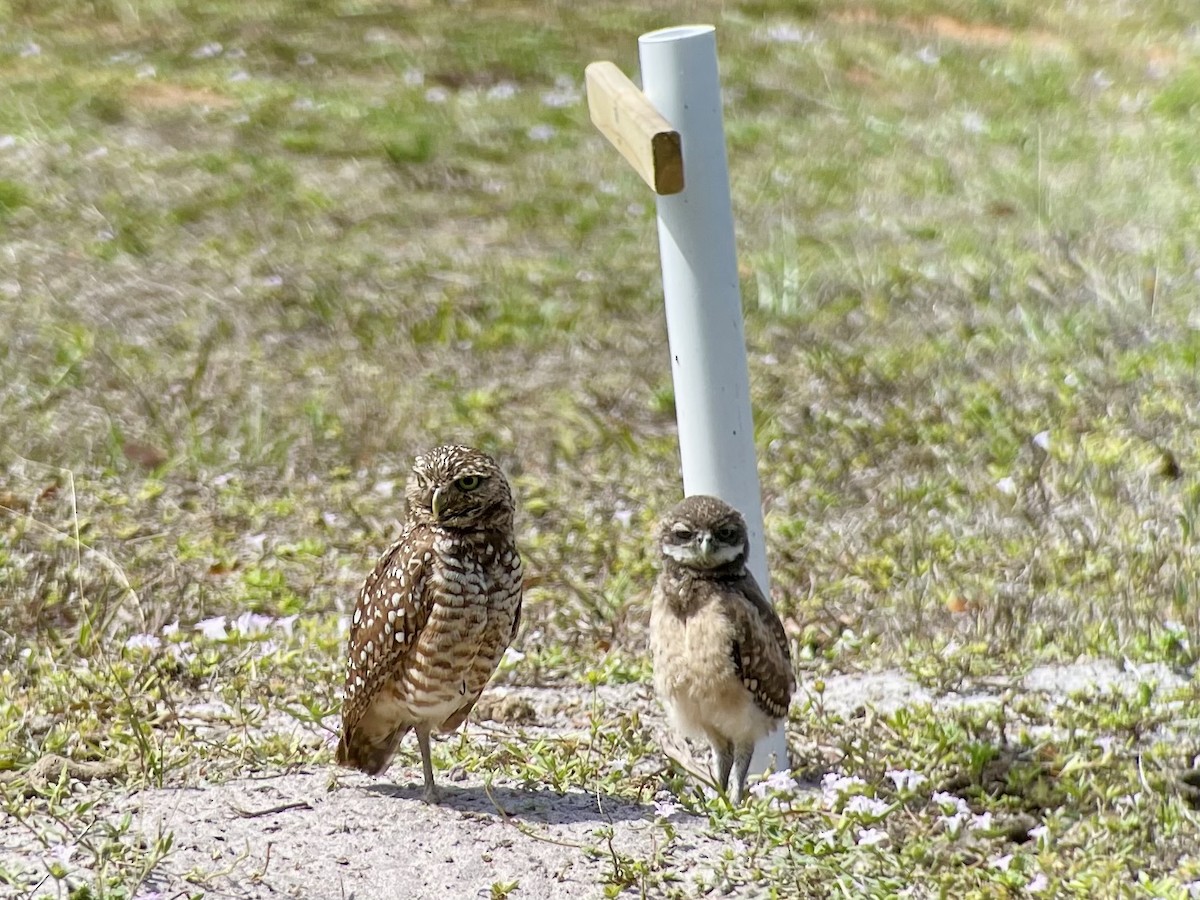 Burrowing Owl - ML647283242