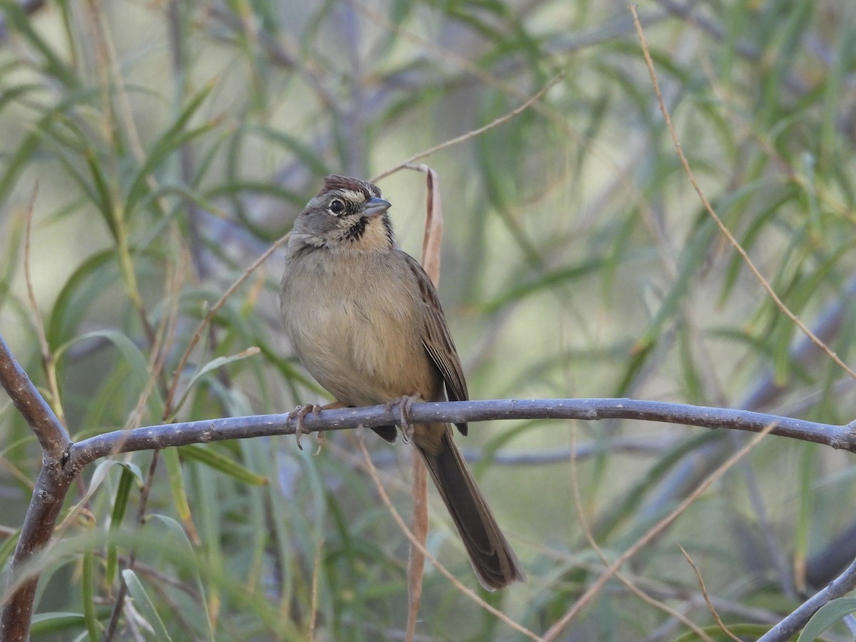 Rufous-crowned Sparrow - ML647283249