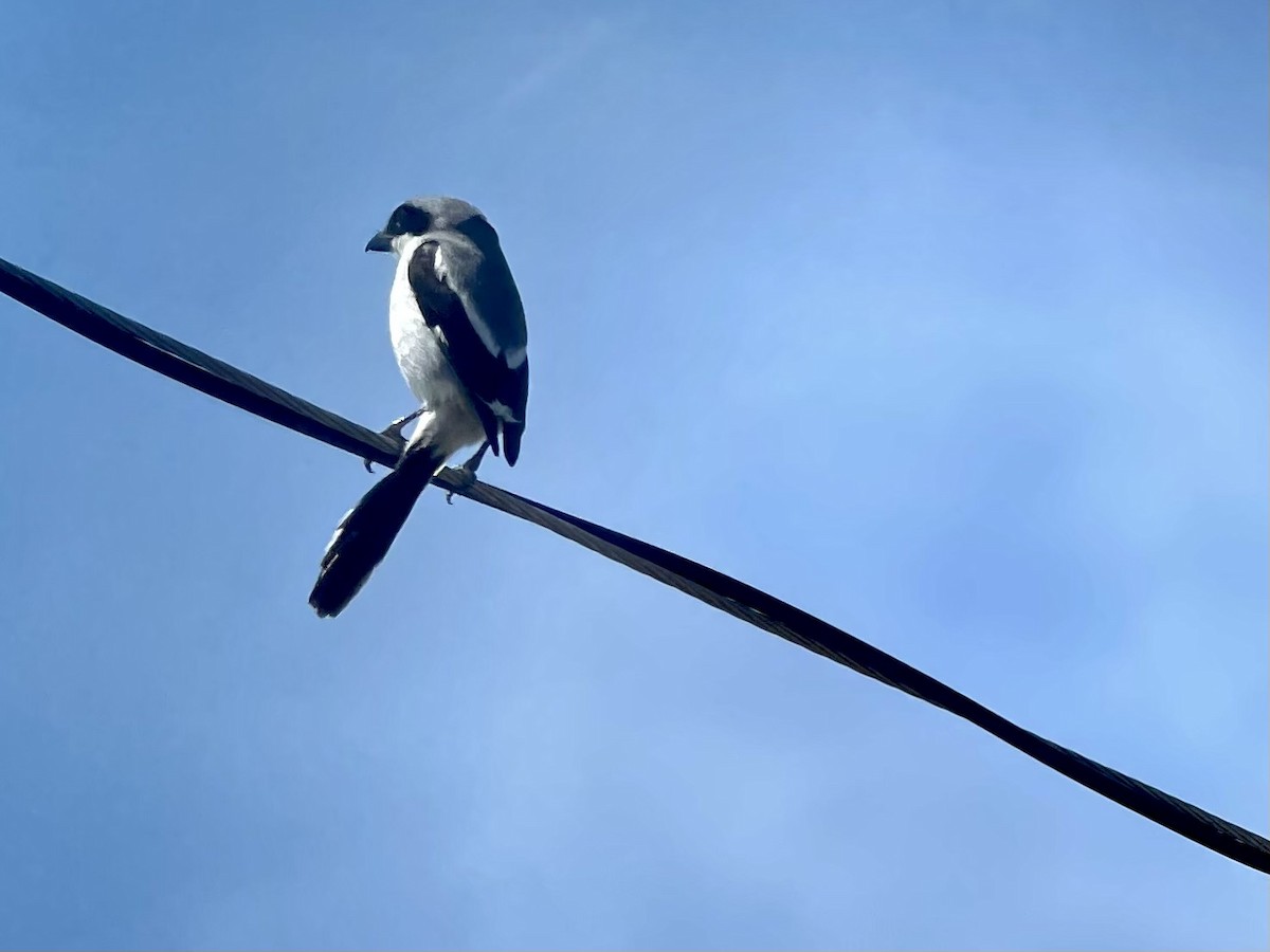 Loggerhead Shrike - ML647283253
